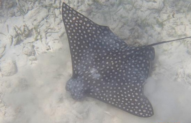 Manta Raya